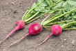 Red radish with bug hole in root. Imperfect food, garden insect damage and organic produce concept