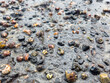 Sea snail shells in beach sand background