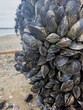 Live mussels clinging to a post on a beach at low tide