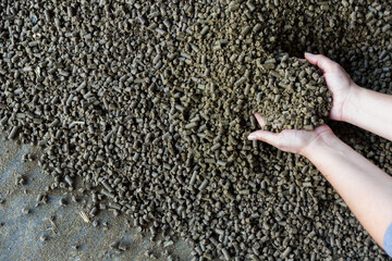 Pair of hands holding bunch of rapeseed cake, livestock feed.