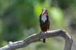 White throated kingfisher (Halcyon smyrnensis) with its prey