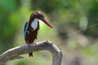 White throated kingfisher (Halcyon smyrnensis) with its prey