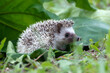 baby hedgehog playing in the garden