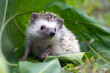 baby hedgehog playing in the garden