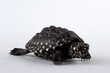 Spotted pond turtle in white background