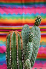 Close Up Of A Cactus With Long Thorns On Colorful Background