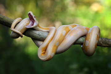 Wall Mural - snake, python, albino, a python with its mouth gaping