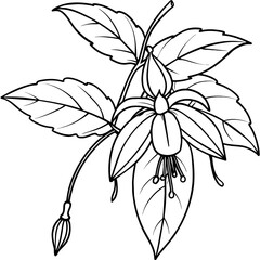 Fuchsia flower plant  outline illustration coloring book page design, Fuchsia flower plant black and white line art drawing coloring book pages for children and adults