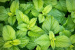 © Rachel Weill - Close up of a bright green fresh Lemon Balm plant in a garden