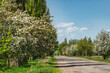 Road with blossoming apple trees with a cloudy sky. Nature of Kyrgyzstan in spring.
