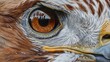 Close up of Ferruginous Hawk's eye. animals. Illustrations