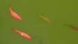 Clear Fish Pond Making Red Fish Clearly Visible From Surface. Colorful Carp Fish Swimming In Pond.