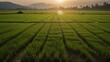 beauty view rice field with sun shine background