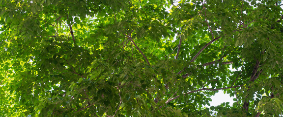 Wall Mural - sky, fresh green leaves, sunlight, nature