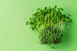 Young green sprouts, Microgreens on isolated background