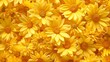 A bunch of yellow flowers with a bright and cheerful mood
