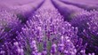 A field of purple lavender flowers