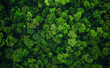 © Curioso.Photography - Aerial view of Amazon rainforest in Brazil, South America. Green forest. Bird's-eye view
