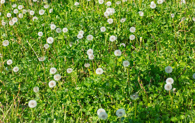 Wall Mural - Fluffy dandelions in nature in spring