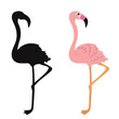 pink flamingo with silhouette on white background vector