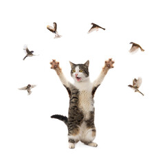 Sticker - cat and flying sparrows isolated on white background