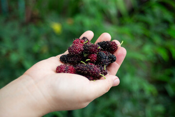 Poster - Mulberry fruit in hand on nature background. Ripe mulberry fruits.