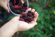 Mulberry fruit in a plastic cup in hand on nature background