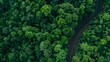 Aerial top view of stunning curved road through lush green forest in rainy season