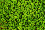 Fototapeta  - Green broccoli sprouts close-up. Growing micro greens for a healthy diet. Vegan food.