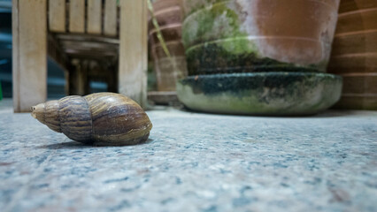 snail animal nature shell slow slug spiral slimy garden wildlife gastropod helix closeup mollusc bro