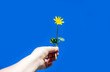 A girl holds a yellow flower against a blue sky background