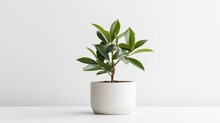 A Plant In A Small White Pot On A White Background