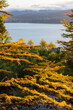 Beautiful autumn landscape. Branches of larch trees with yellow needles against the backdrop of a forest, sea bay and mountains. Shallow depth of field and blurry background. Autumn season.