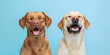 two dogs, labrador retriever and labrador on blue background