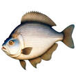 Crucian carp on a white background is isolated in the style of a vintage biological illustration.
