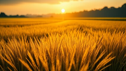 Wall Mural -  Harvests golden glow at sunset