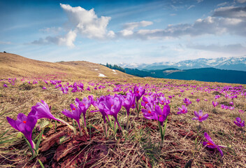 Poster - Wonderful spring view of blooming crocuses on mountain meadow. Magnificent morning scene of Carpathian mountains, Ukraine, Europe. Beauty of nature concept background.