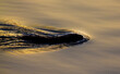 Muskrat floats on the surface of the water.