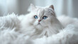 White Persian cat lying on a white fluffy background