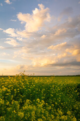 Wall Mural - clouds over the dutch countryside are illuminated by the setting sun