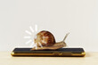 © calypso77 - Snail with loading sign on smartphone -  Concept of slow Internet speed and slow progress loading bar