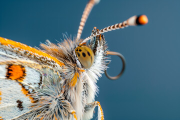 Wall Mural - Macro and extreme closeup of a butterfly on a blue background. Shallow depth of field