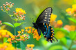 Beautiful Black butterfly rests among the foliage of a garden