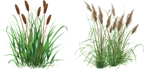 Wall Mural - Bush bulrush with green grass