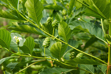 Young noni fruit that still looks green grows between the branches and leaves