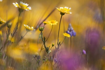 Closeup of spring wild flowers in the meadow during superbloom season. Santa Margarita, California, United States of America.