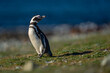 Magellanic penguin casts shadow on grassy slope