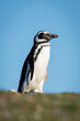 Magellanic penguin crosses grass beneath blue sky