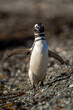 Magellanic penguin crosses shingle beach lifting flippers