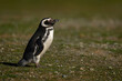 Magellanic penguin on grassy hillside in profile